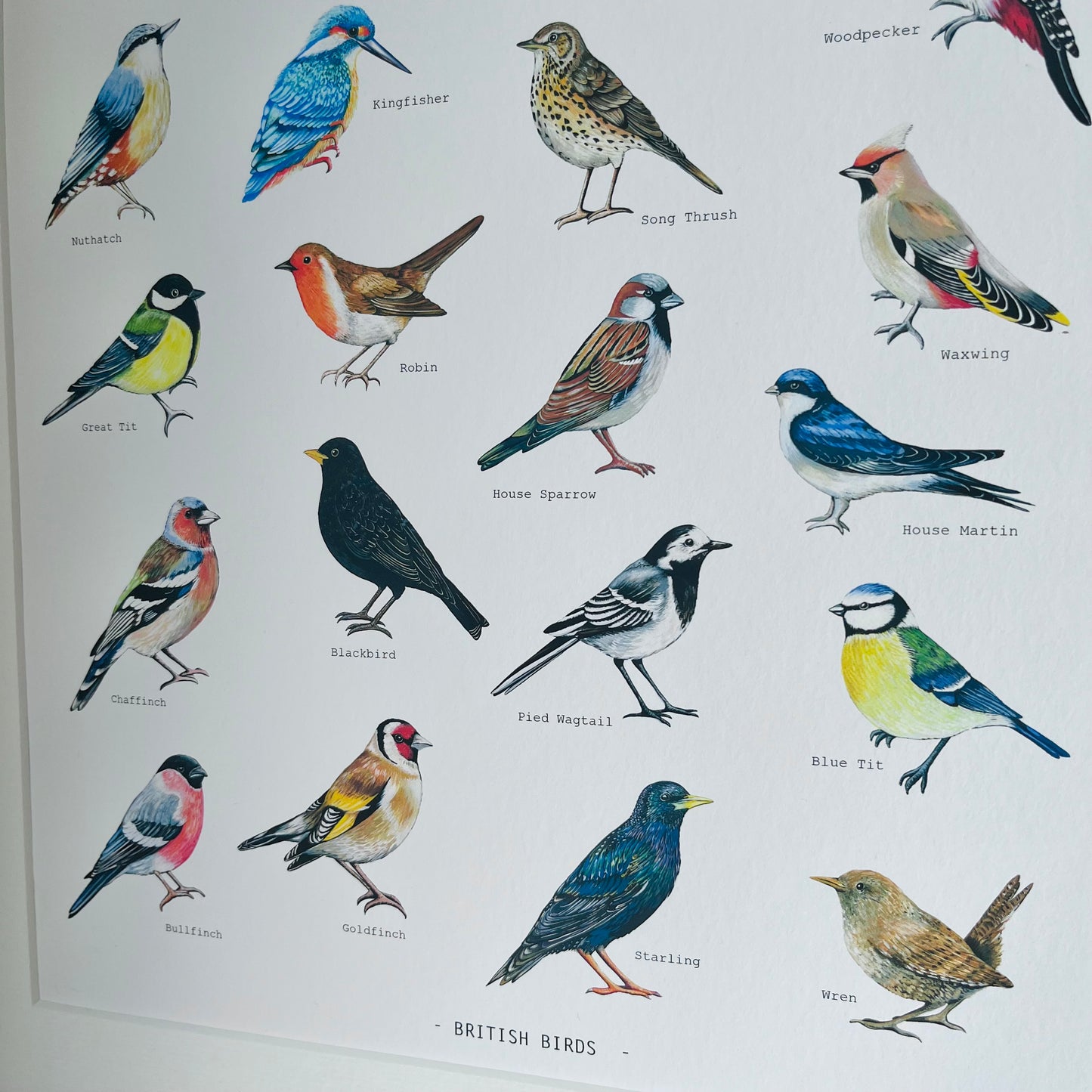 British Birds Illustrated print, hand painted and illustrated by Charlotte Jones Design.