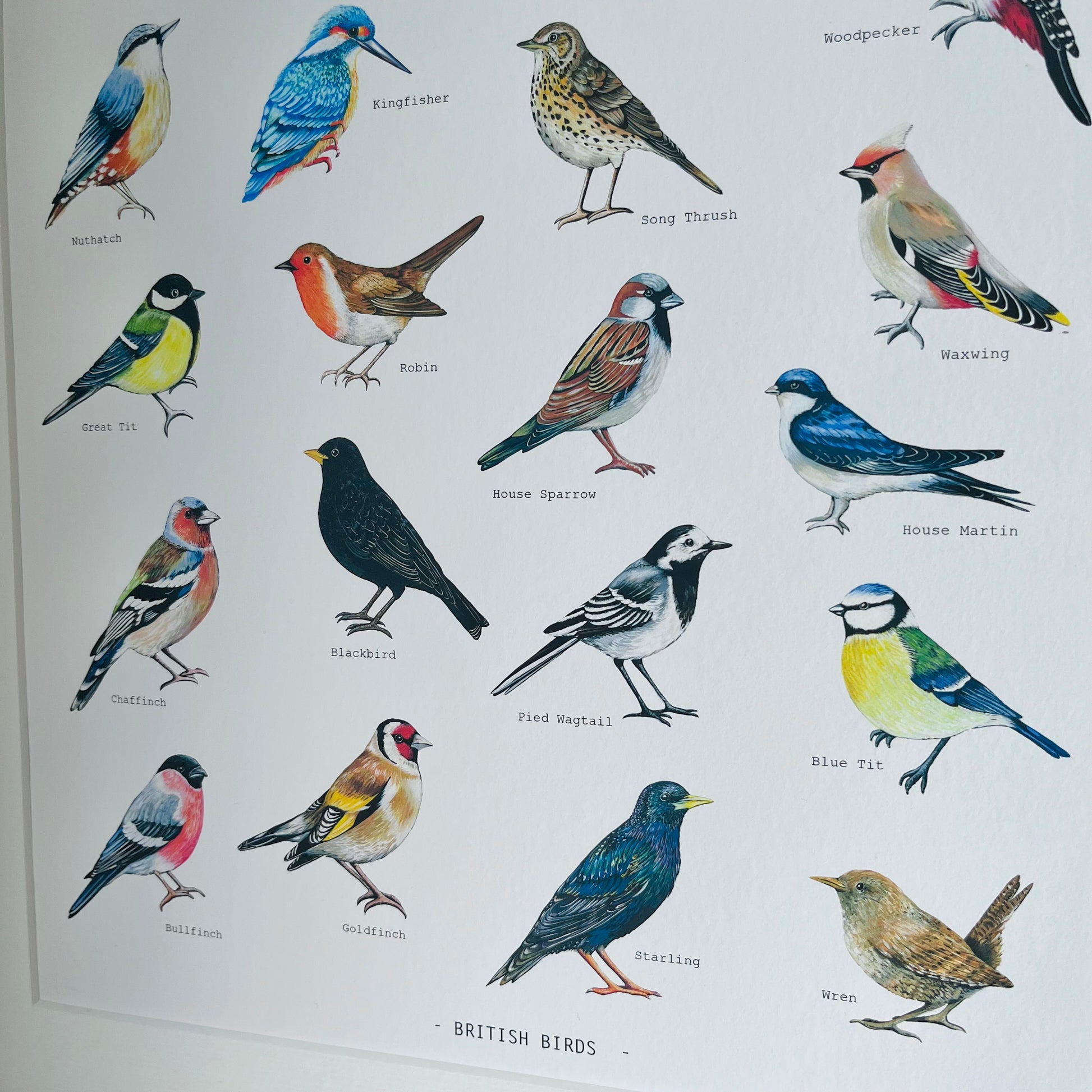 British Birds Illustrated print, hand painted and illustrated by Charlotte Jones Design.