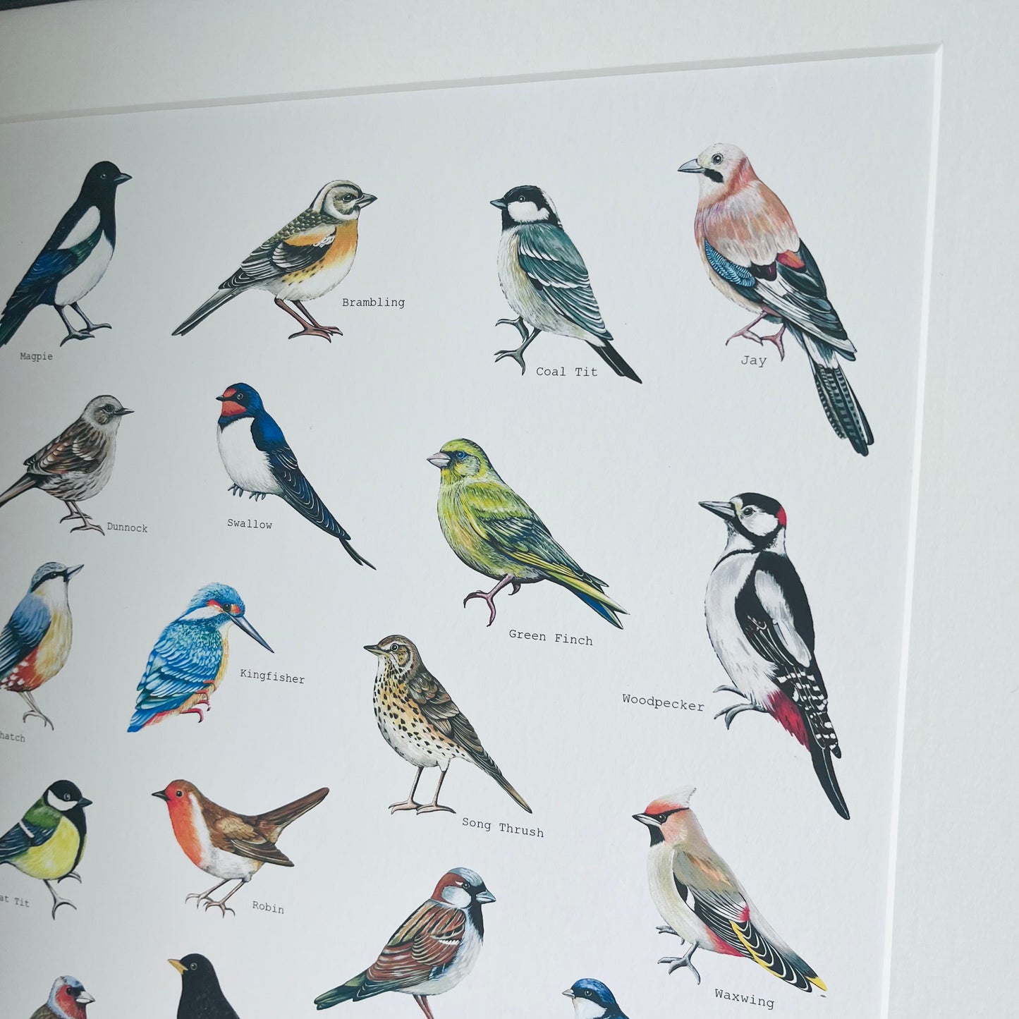 British Birds Illustrated print, hand painted and illustrated by Charlotte Jones Design.