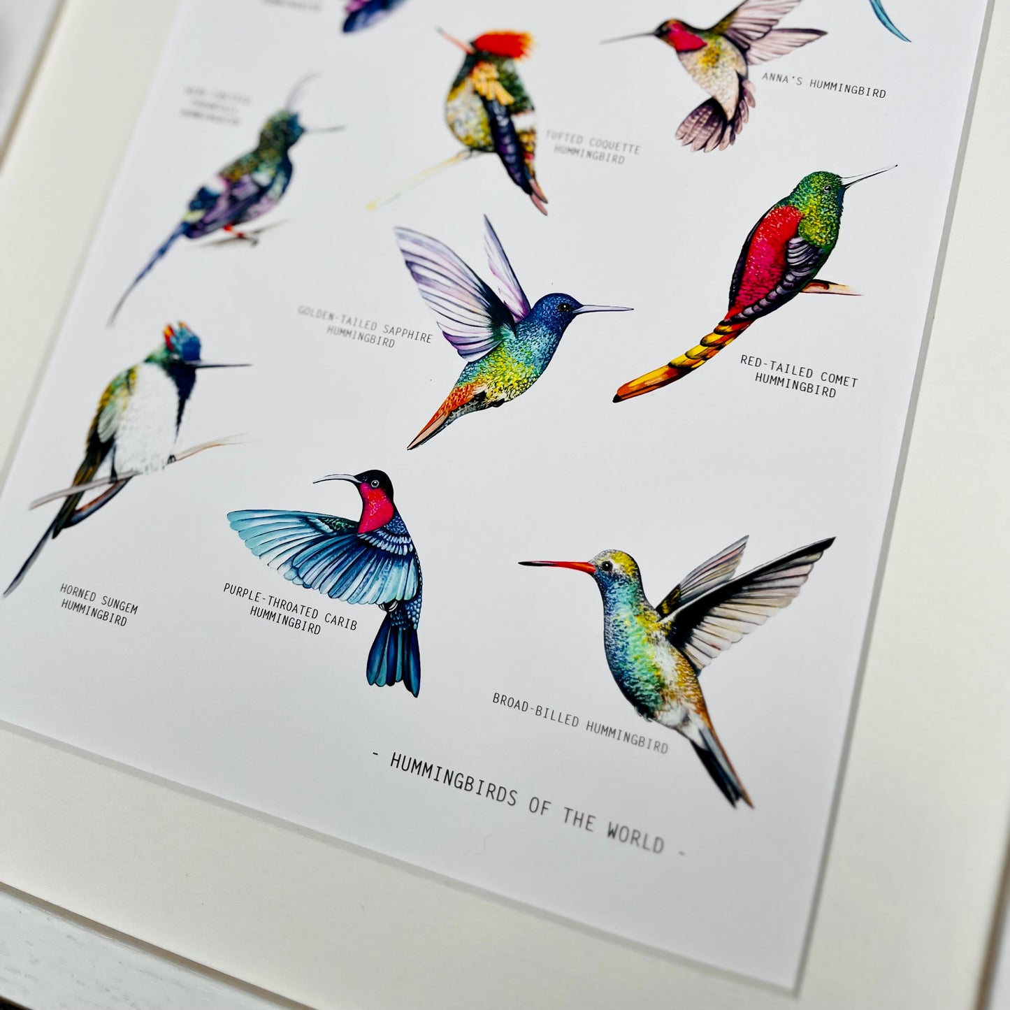 multi coloured hummingbirds from around the globe 