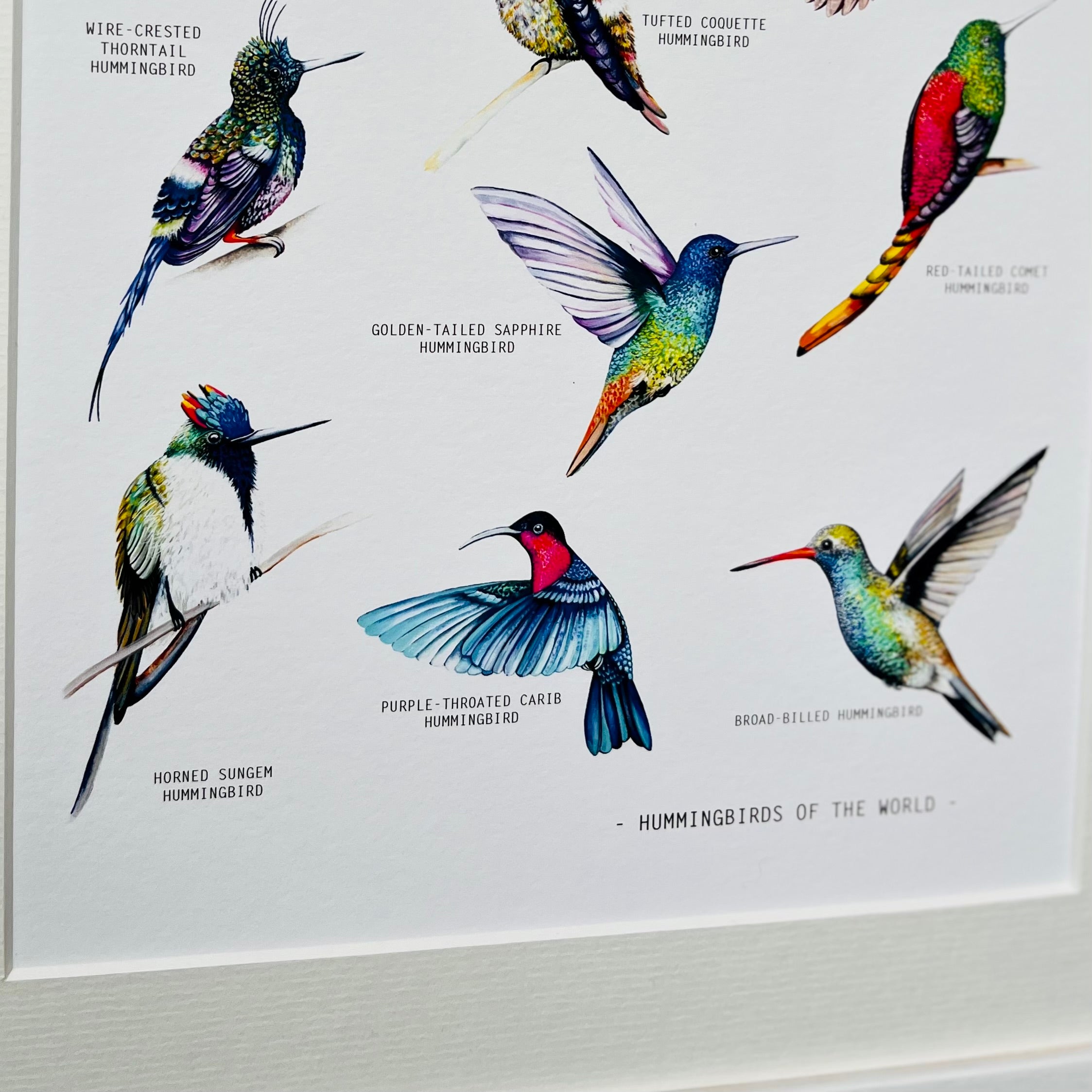 Hummingbirds Of The World Print – Charlottejonesdesign