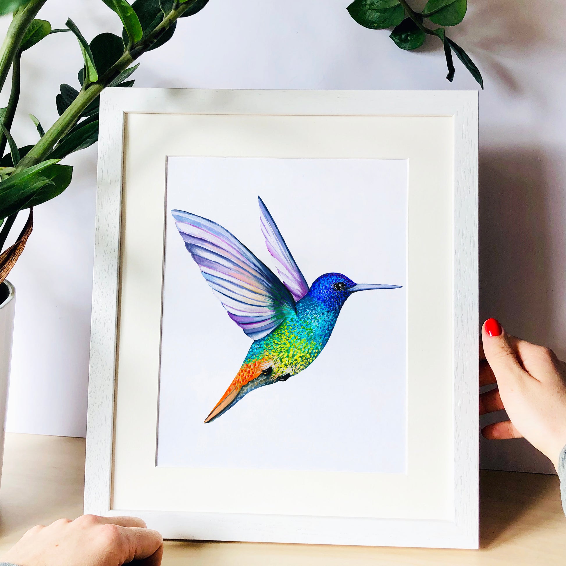 Golden Tailed Sapphire Hummingbird Print, hand painted and illustrated by Charlotte Jones Design.