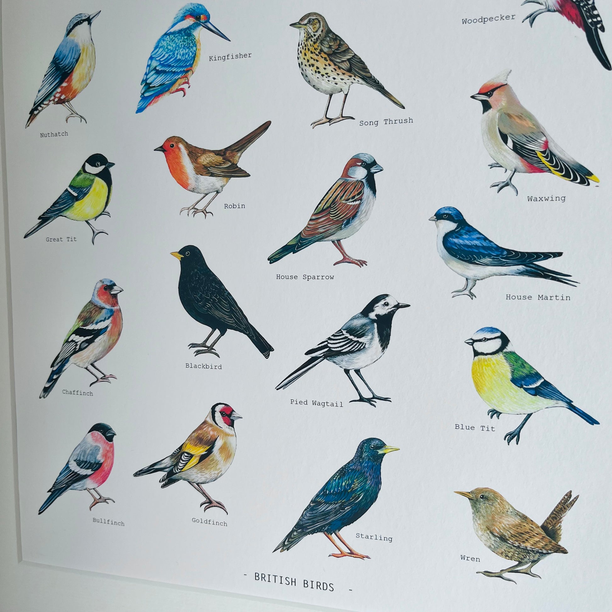 British Birds Illustrated print, hand painted and illustrated by Charlotte Jones Design.  