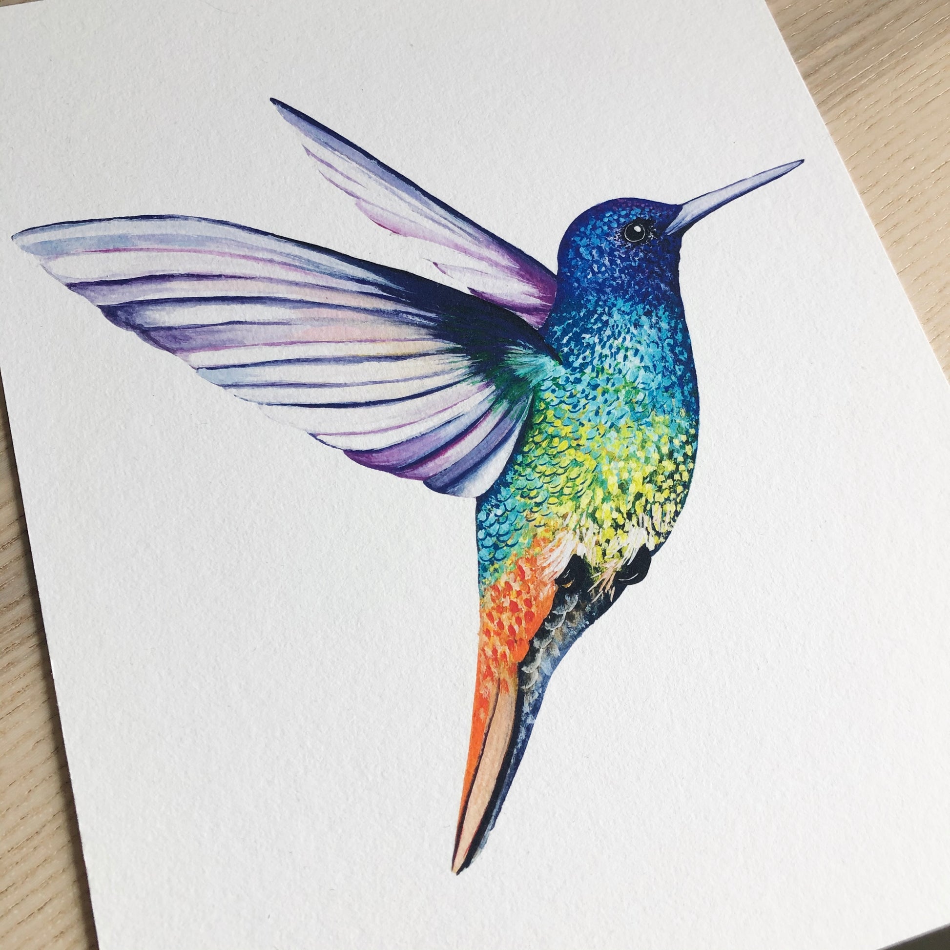 Golden Tailed Sapphire Hummingbird Print, hand painted and illustrated by Charlotte Jones Design.