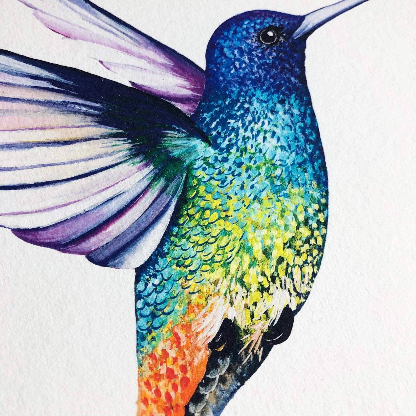 Golden Tailed Sapphire Hummingbird print