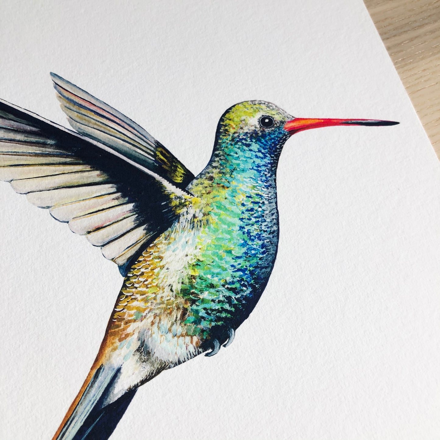 Broad Billed Hummingbird Print hand painted and illustrated by Charlotte Jones Design.