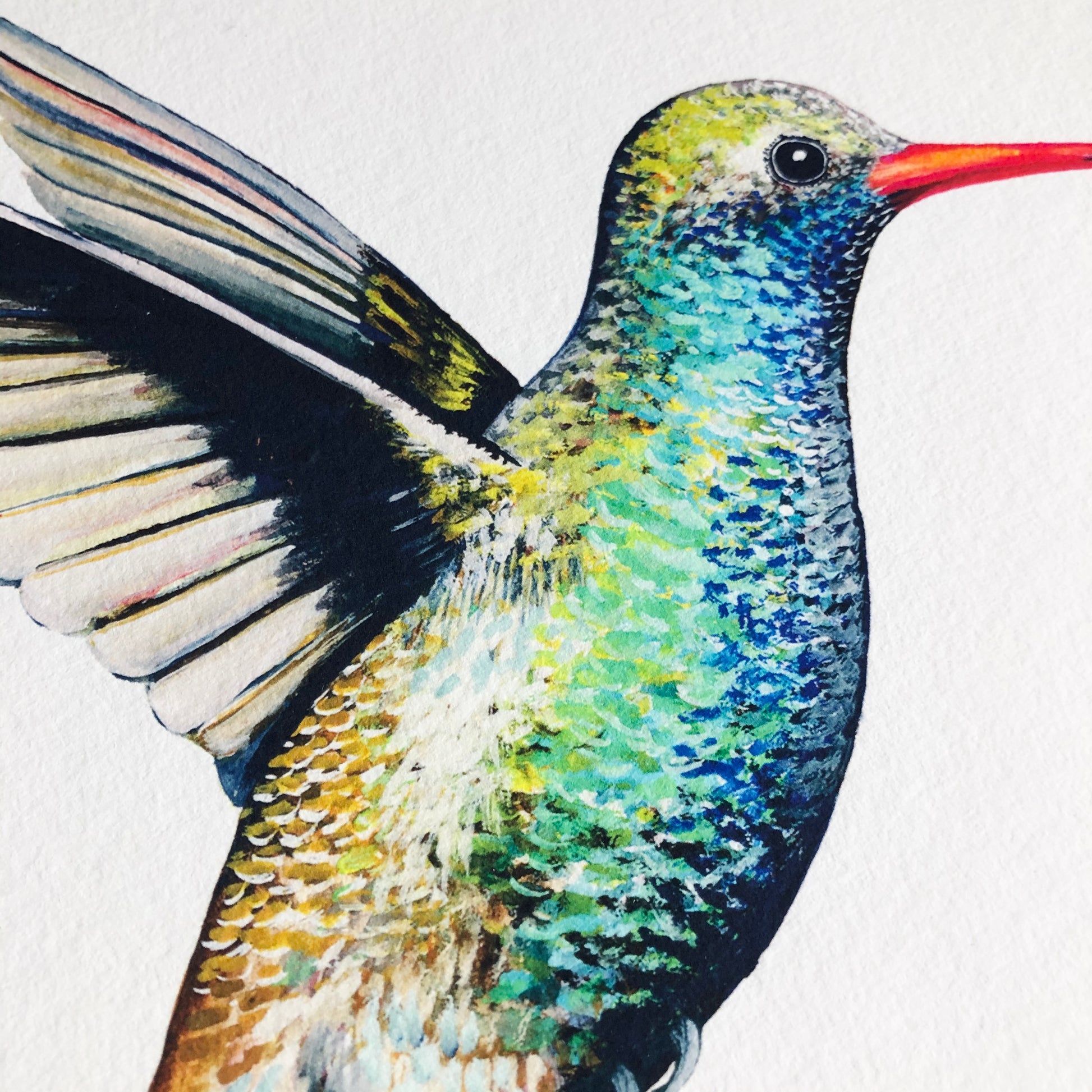 Broad Billed Hummingbird Print hand painted and illustrated by Charlotte Jones Design.