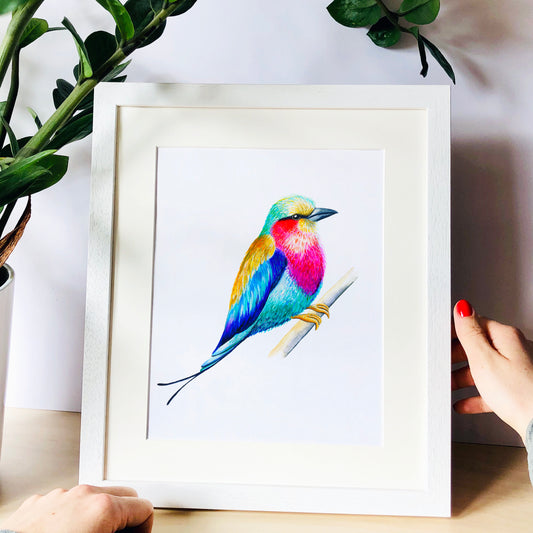 Lilac Breasted Roller Bird Print hand painted and illustrated by Charlotte Jones Design.