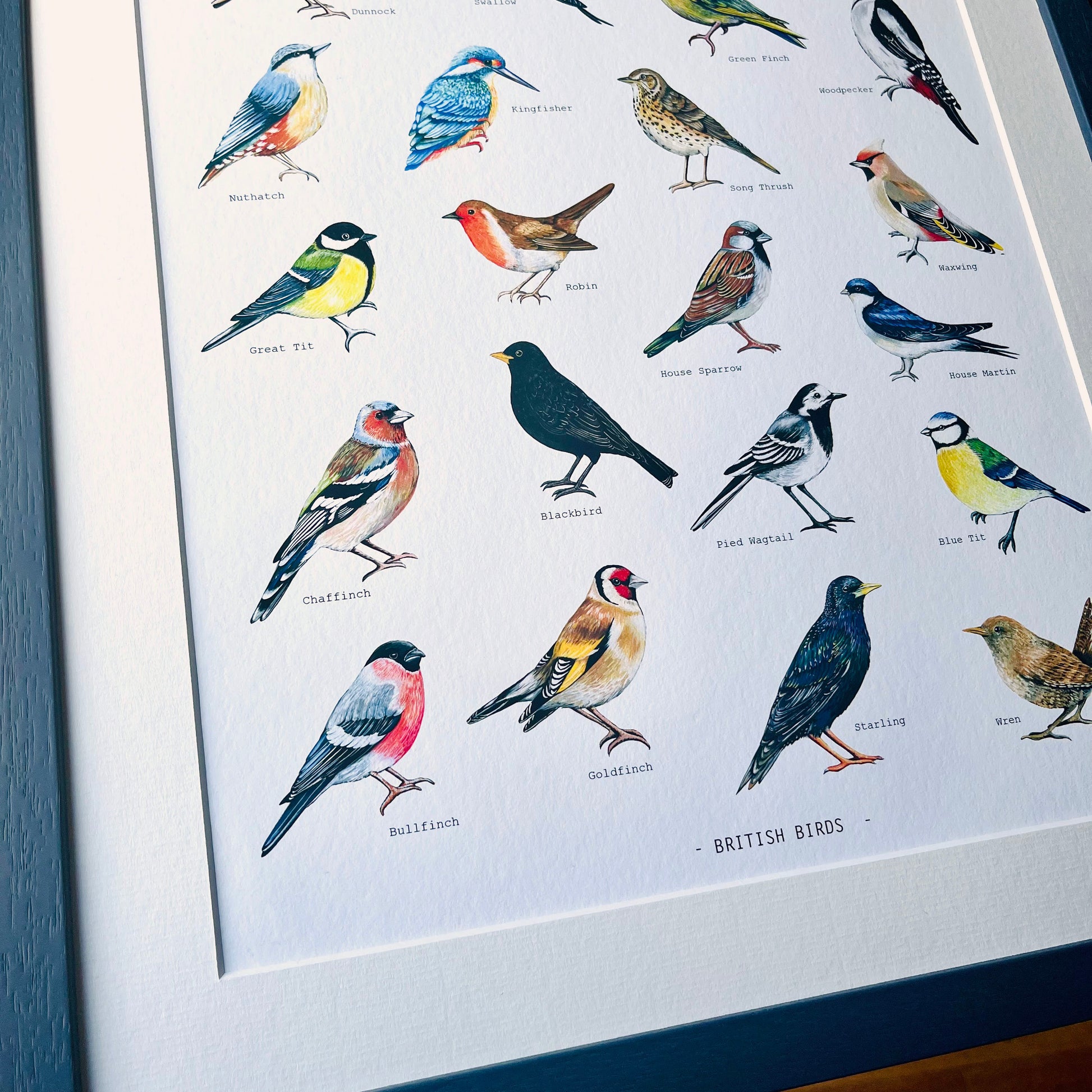 British Birds Illustrated print, hand painted and illustrated by Charlotte Jones Design.  